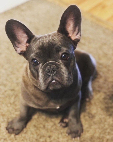 Yoda The Frenchie onlyfans account