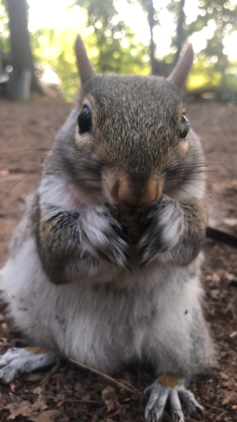 Normathesquirrel onlyfans account